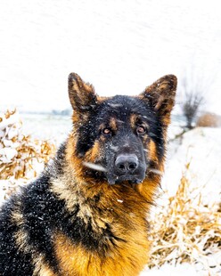 雪地中的帅气德国牧羊犬