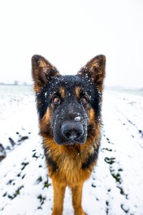 雪地中的德国牧羊犬