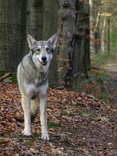 森林中的狼犬