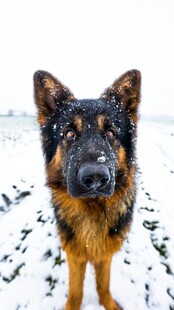 雪地中的德国牧羊犬