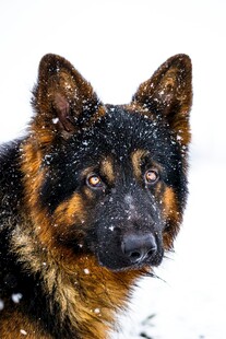 雪地中的德国牧羊犬