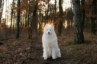 林间白犬
