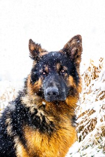 雪地中的德国牧羊犬