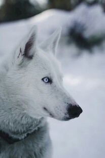 雪地中的蓝眼白犬