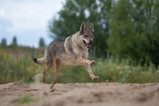 奔跑的狼犬