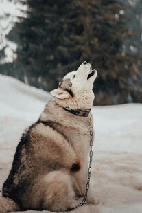 雪地中仰头嚎叫的哈士奇