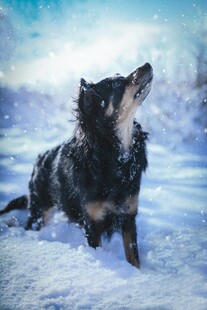 雪地中仰头的黑犬