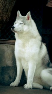 纯白萨摩耶犬