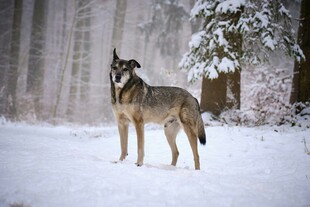 雪地中的孤狼