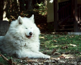 户外休憩的萨摩耶犬