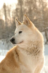 雪地中的俊俏柴犬