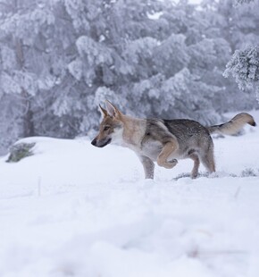 雪地中奔跑的德国牧羊犬