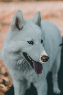可爱白狗张嘴露舌