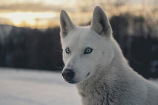 雪地中的蓝眼白犬