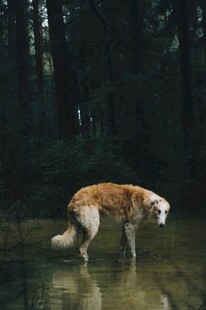 林间浅水中的狗狗