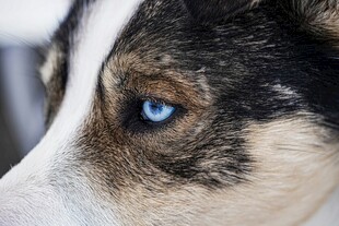 蓝眼萌犬特写