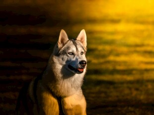 夕阳下的帅气德国牧羊犬
