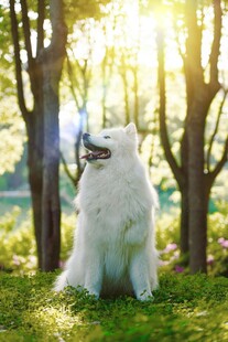 阳光下的萨摩耶