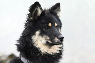 帅气黑毛犬侧头凝视
