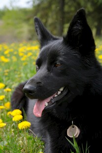 黑犬于花丛中惬意模样