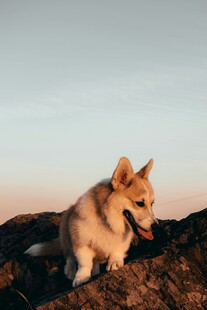夕阳下的可爱小柯基