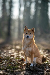 林间坐立的可爱柴犬