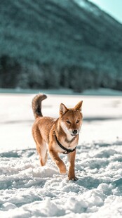 雪地中奔跑的快乐柴犬