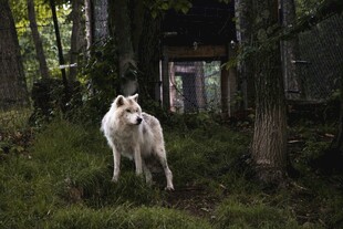 林间白狗站立于木屋旁