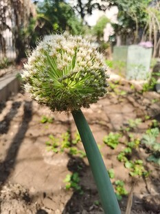 葱属植物特写