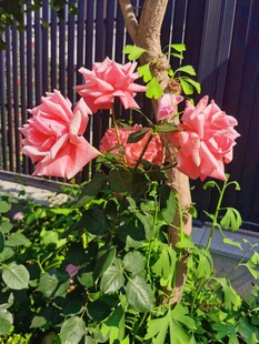娇艳三角梅绽放于绿植间