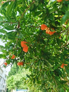 枝头橙花绽绿叶间