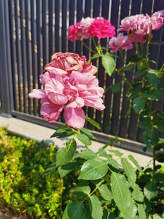 栅栏旁绽放的娇艳月季花