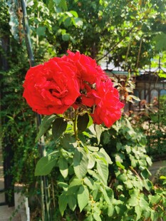 娇艳红花朵朵绿叶相伴