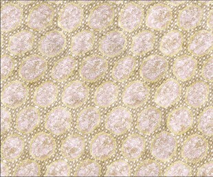 珍珠纹理背景图