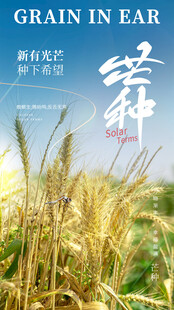 芒种时节金黄麦穗