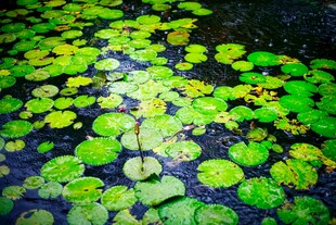 水面上的绿色浮萍景观