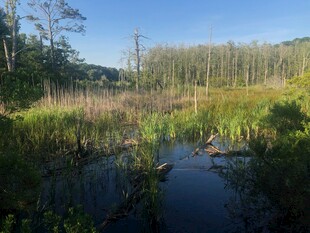 宁静湿地风光