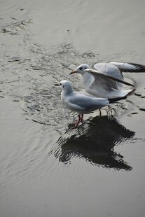 水边双海鸥