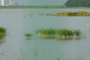 宁静湖景中的水生植物