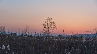 夕阳下的田野与孤树