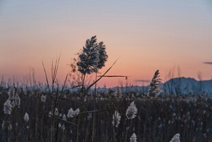 夕阳下的芦苇与孤树