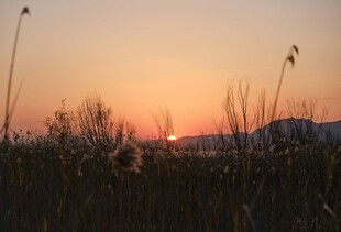 夕阳下的芦苇景观
