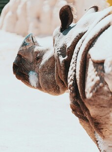 雪中犀牛