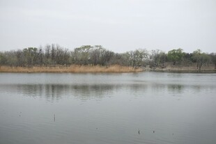 宁静湖面与岸边树木景观