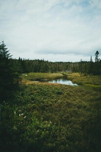 野外湿地风光景色