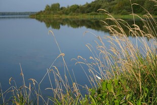 湖畔芦苇与宁静湖水景色