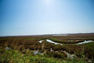 俯瞰广袤湿地景观