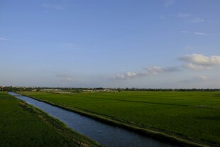 田园水渠边的广袤绿野