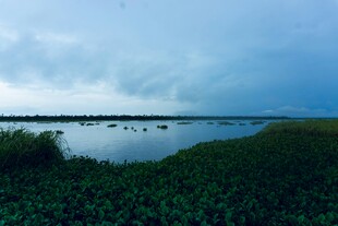 湖畔湿地风光