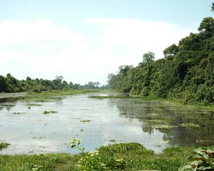 宁静河畔的自然湿地景观